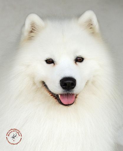 Samoyed 9Y566D-019.JPG
